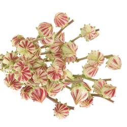 Hibiscus creme/rot Tricolor 50cm