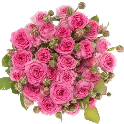 Rose verzweigt dunkel rosa Kate-Lynn 2+Blüte 40cm