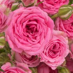 Rose verzweigt dunkel rosa Kate-Lynn 2+Blüte 40cm