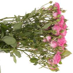 Rose verzweigt dunkel rosa Kate-Lynn 2+Blüte 40cm