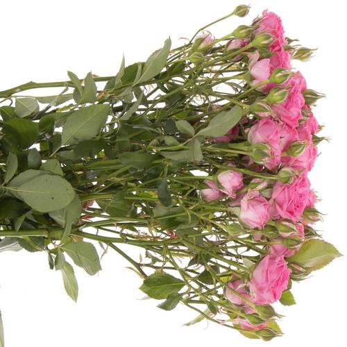 Rose verzweigt dunkel rosa Kate-Lynn 2+Blüte 40cm