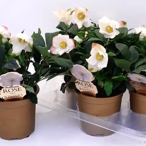 Helleborus Wintergold Gold Topf T17 H033