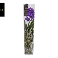 Vanda lila Michelle Glas T17 H70