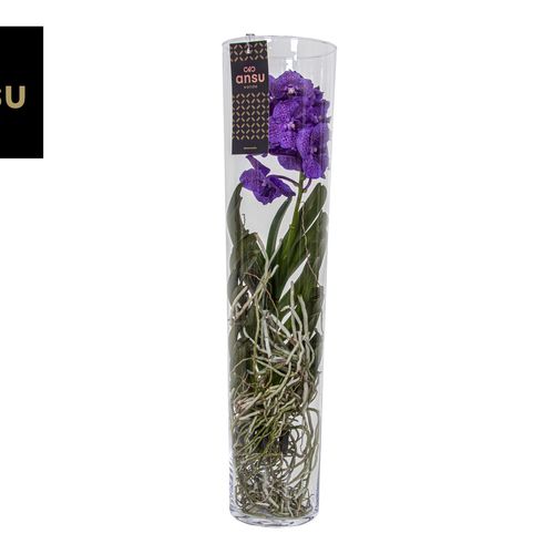 Vanda lila Michelle Glas T17 H70