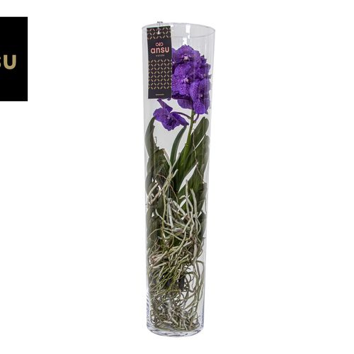 Vanda lila Michelle Glas T17 H70