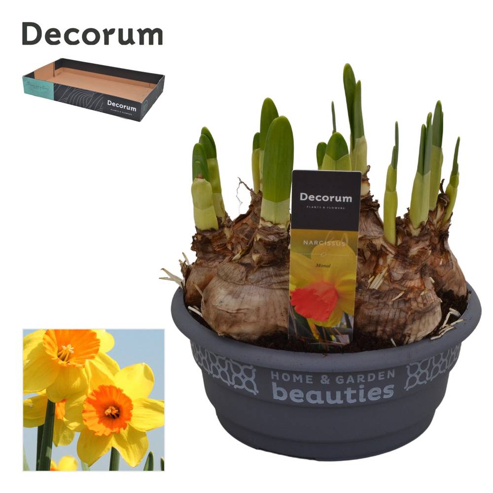 Narzisse 6er gelb/orange Monal Schale T16 H020