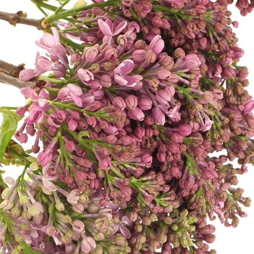 Flieder lila Horstenst 2-3 Kopf 40cm