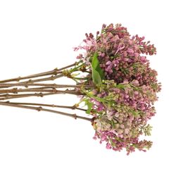 Flieder lila Horstenst 2-3 Kopf 40cm