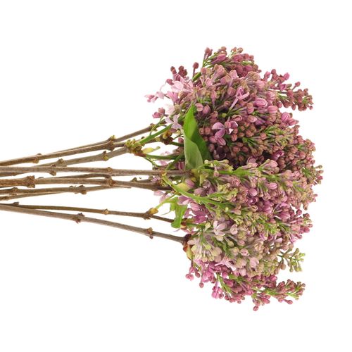 Flieder lila Horstenst 2-3 Kopf 40cm