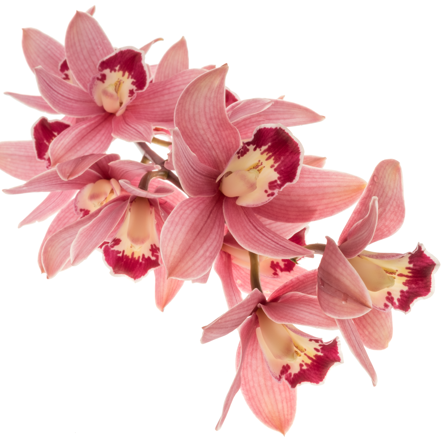 Mini Cymbidium dunkel rosa Redstar 12+Blüte 60cm