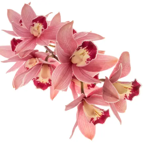 Mini Cymbidium dunkel rosa Redstar 12+Blüte 60cm