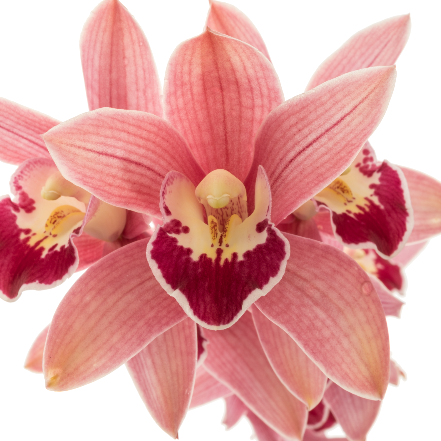 Mini Cymbidium dunkel rosa Redstar 12+Blüte 60cm