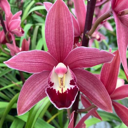 Mini Cymbidium rosa Redstar 60cm 12+Blüte