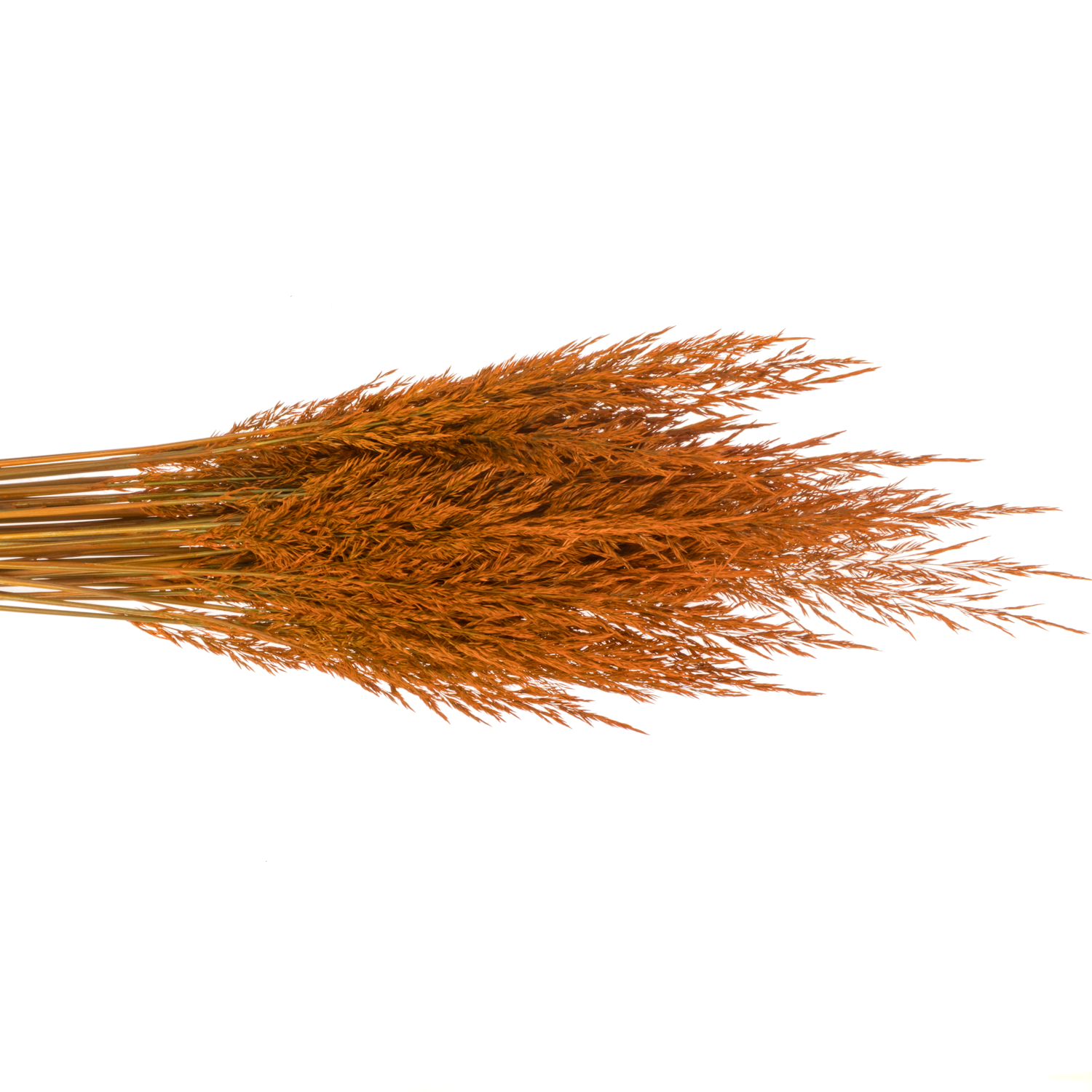 Ziergras orange Calamagrostis gefärbt 80cm