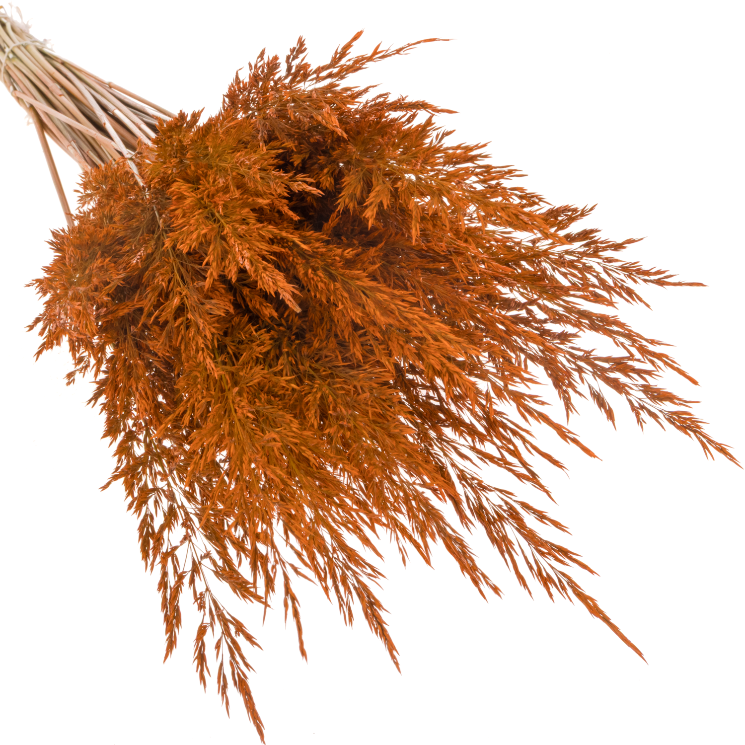 Ziergras orange Calamagrostis gefärbt 80cm