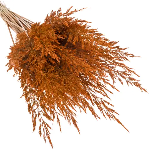 Ziergras orange Calamagrostis gefärbt 80cm