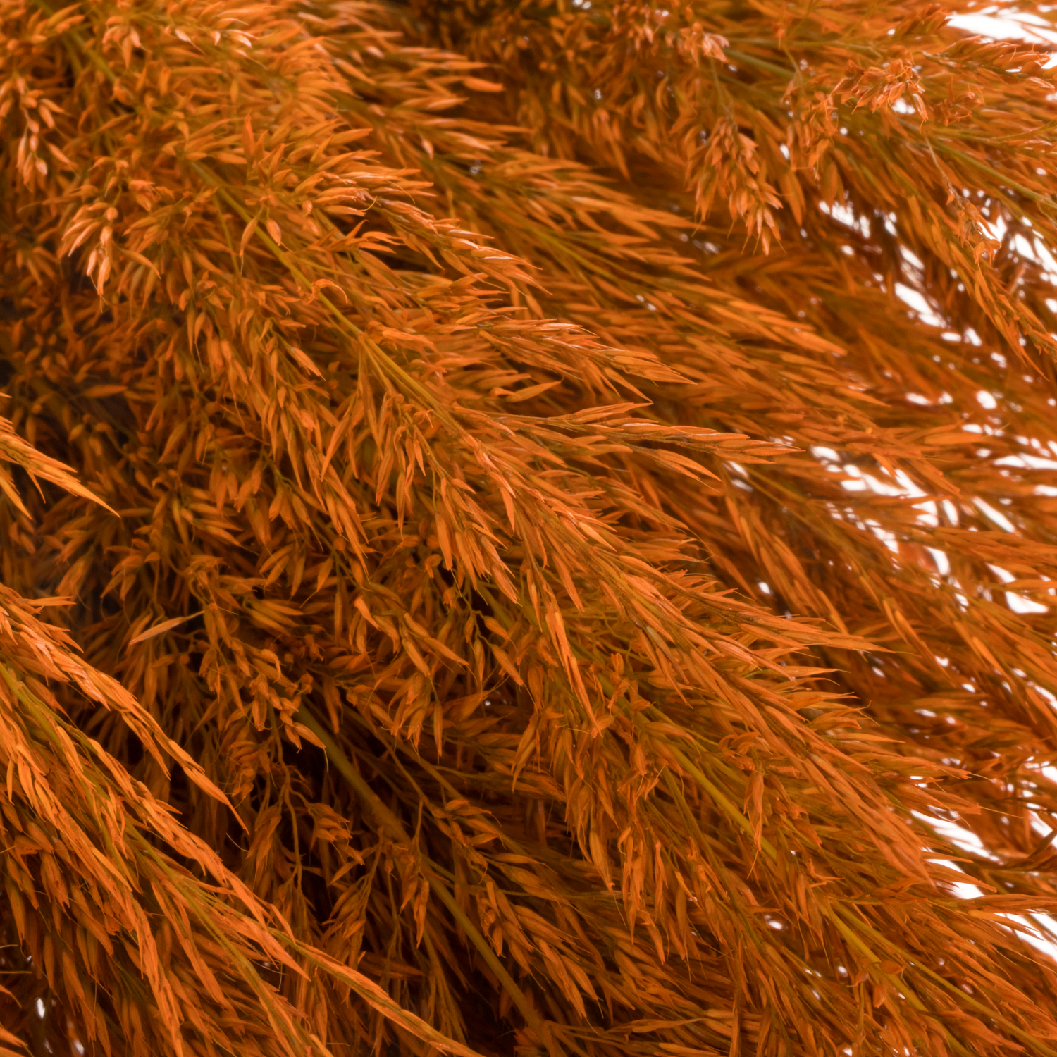 Ziergras orange Calamagrostis gefärbt 80cm