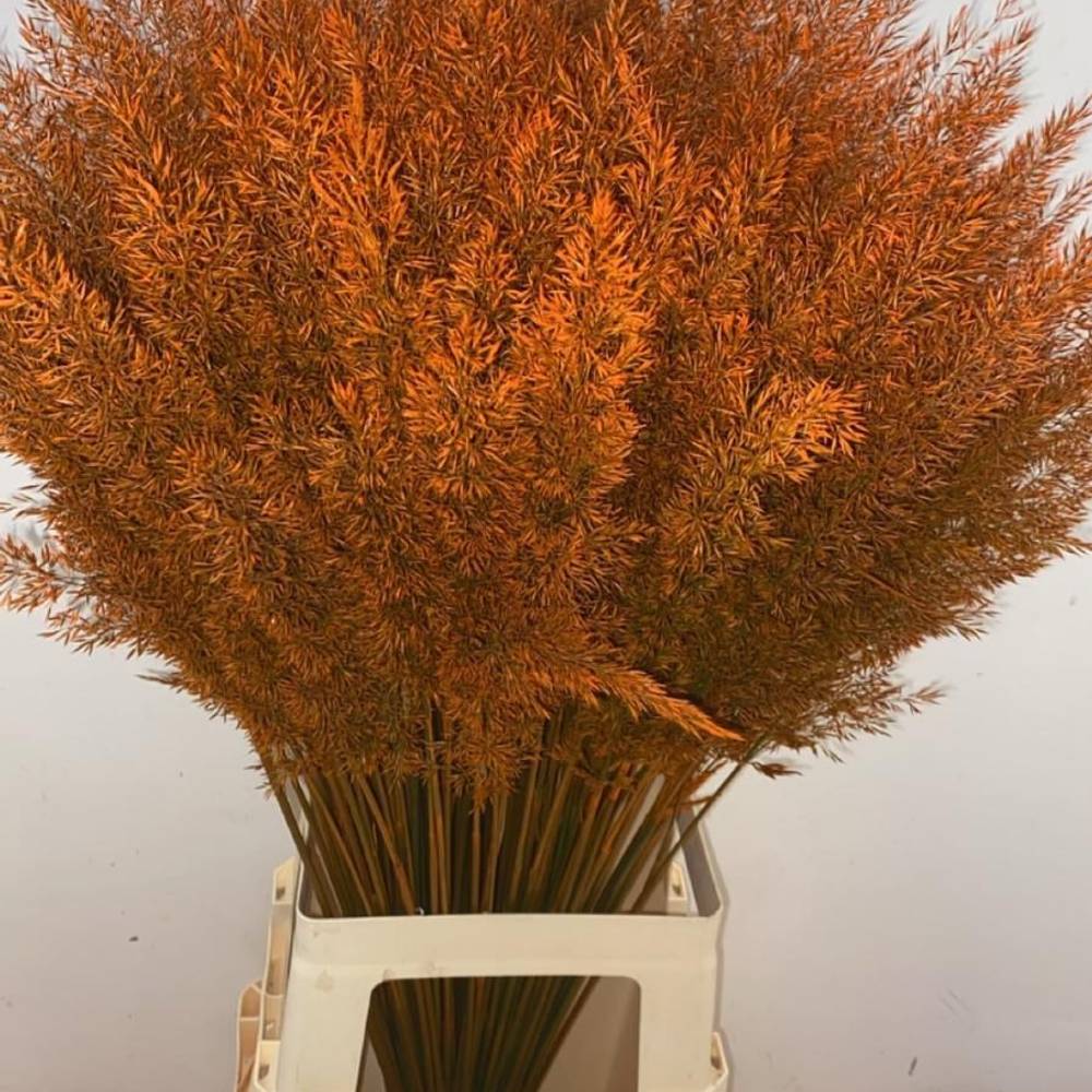 Ziergras orange Calamagrostis gefärbt 80cm
