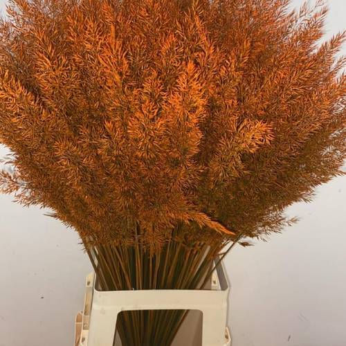 Ziergras orange Calamagrostis gefärbt 80cm