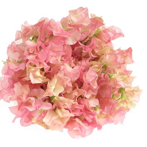 Wicken apricot Parfum Salmon 35cm