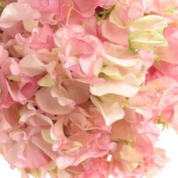 Wicken apricot Parfum Salmon 35cm