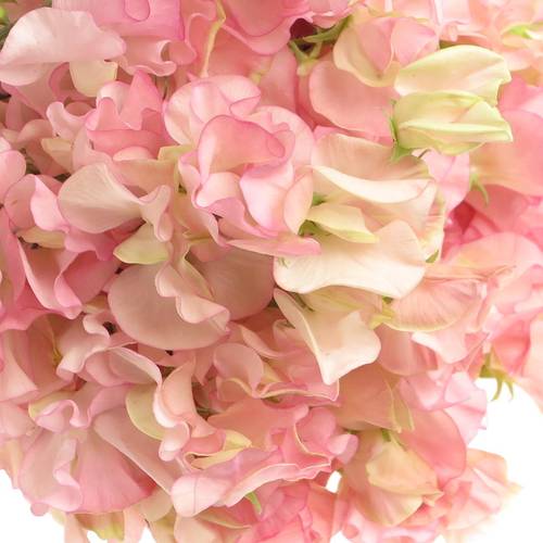 Wicken apricot Parfum Salmon 35cm