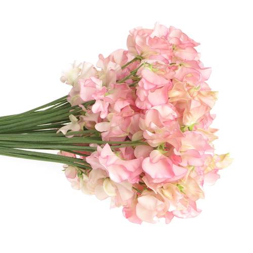 Wicken apricot Parfum Salmon 35cm