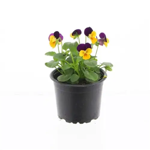 Hornveilchen orange/lila T09 H015