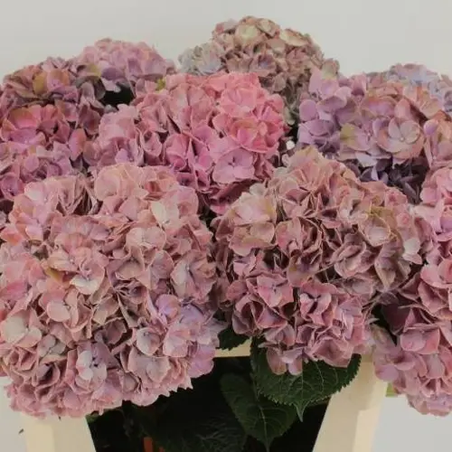 Hortensie lila Sweet Ruby Bol 21cm 80cm