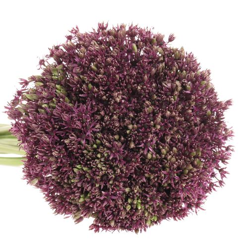 Allium lila Miami 80cm