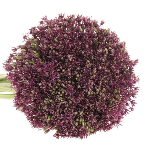 Allium lila Miami 80cm
