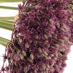 Allium lila Miami 80cm