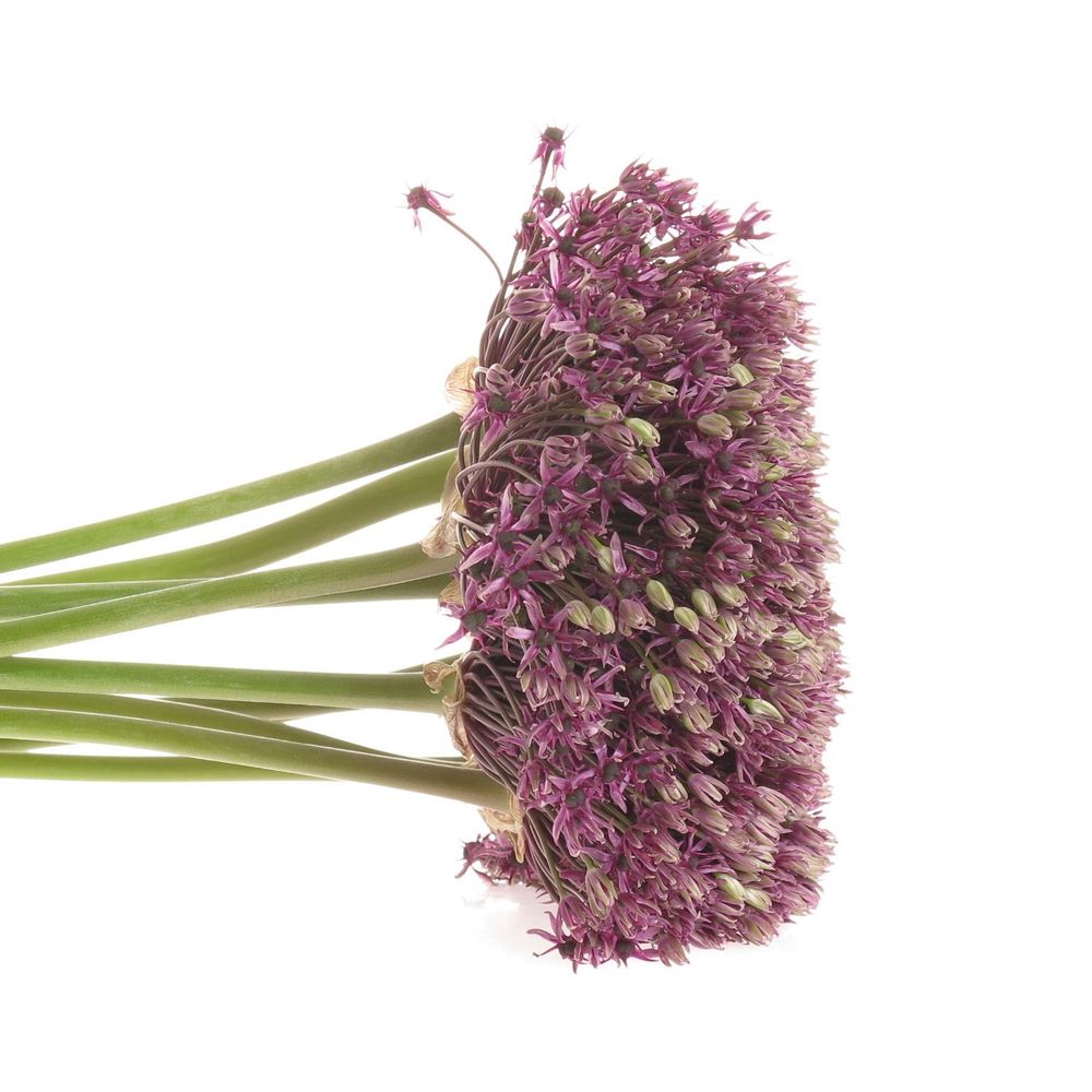 Allium lila Miami 80cm