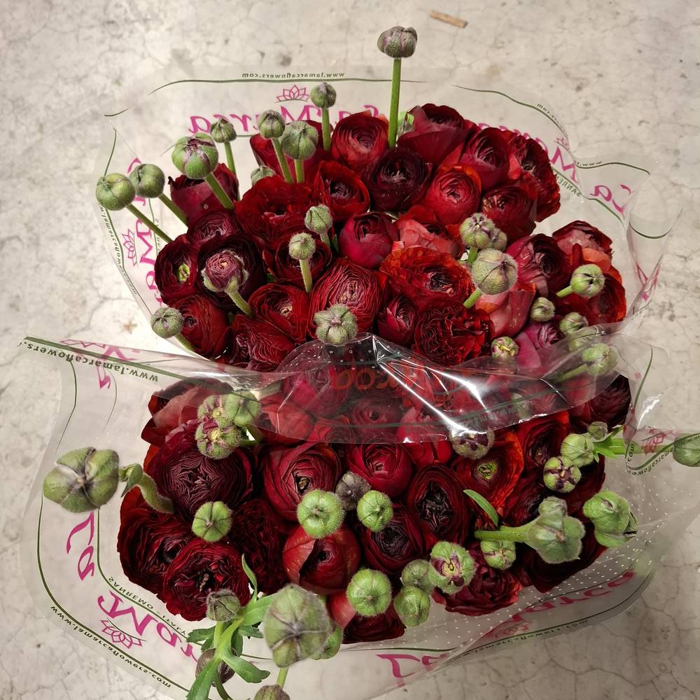 Ranunkel rot Cloni Chocolade 40cm x 30