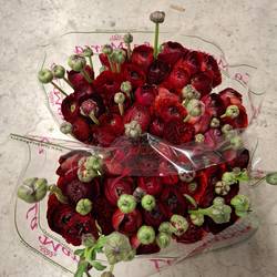 Ranunkel rot Cloni Chocolade 40cm x 30