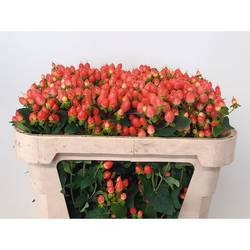 Hypericum orange Princess Verzweigt 70cm