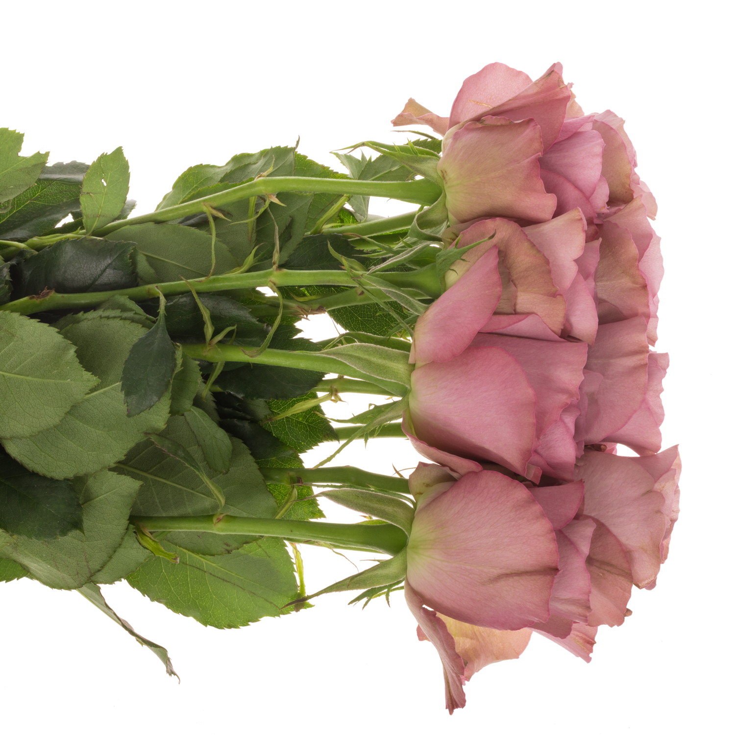 Rose lila Mont Martre Garden gefüllt 50cm