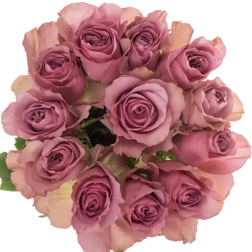 Rose lila Mont Martre Garden gefüllt 50cm