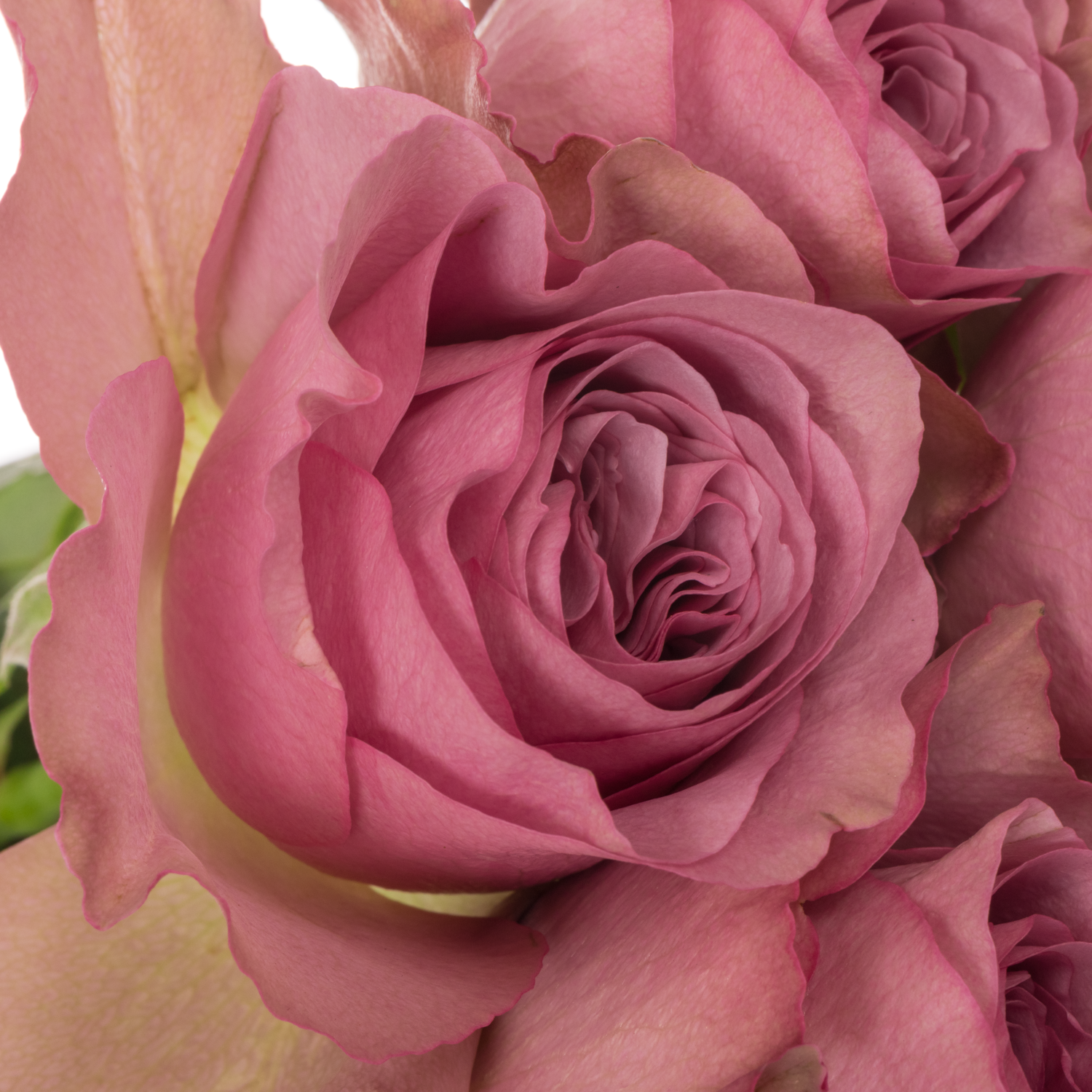 Rose lila Mont Martre Garden gefüllt 50cm