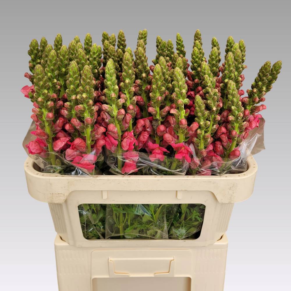 Löwenmaul rosa Avignon Rose 75cm