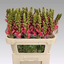 Löwenmaul rosa Avignon Rose 75cm