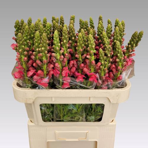 Löwenmaul rosa Avignon Rose 75cm