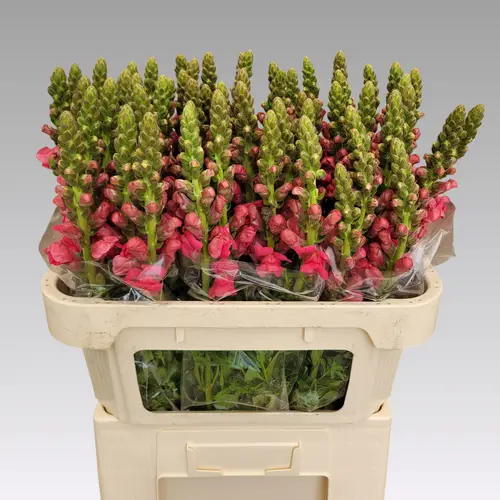 Löwenmaul rosa Avignon Rose 75cm