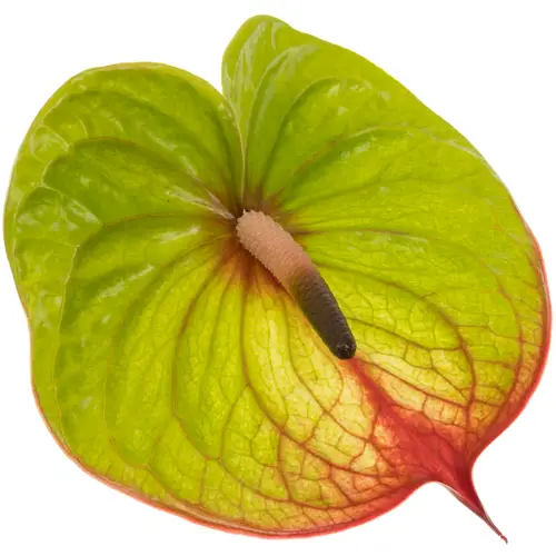 Anthurium grün/rot Absolute Blüte 15cm