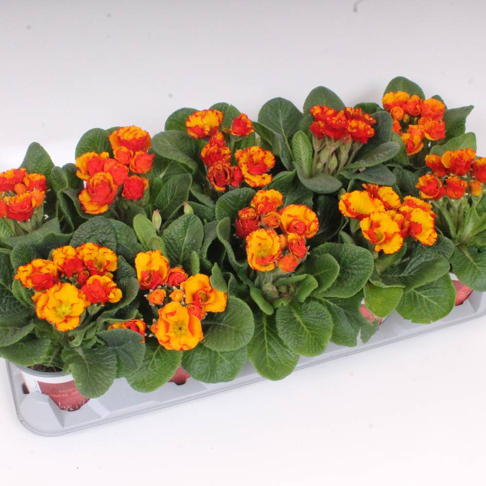 Primula Gef. orange 2 farbig T11 H020