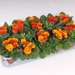 Primula Gef. orange 2 farbig T11 H020