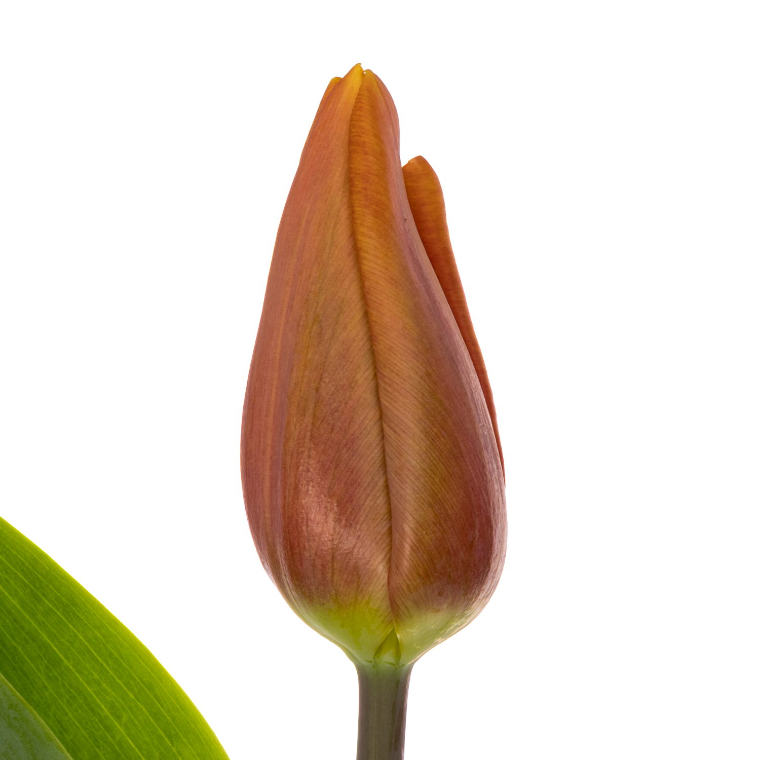 Tulpe braun Amaru Duin 48 Gramm