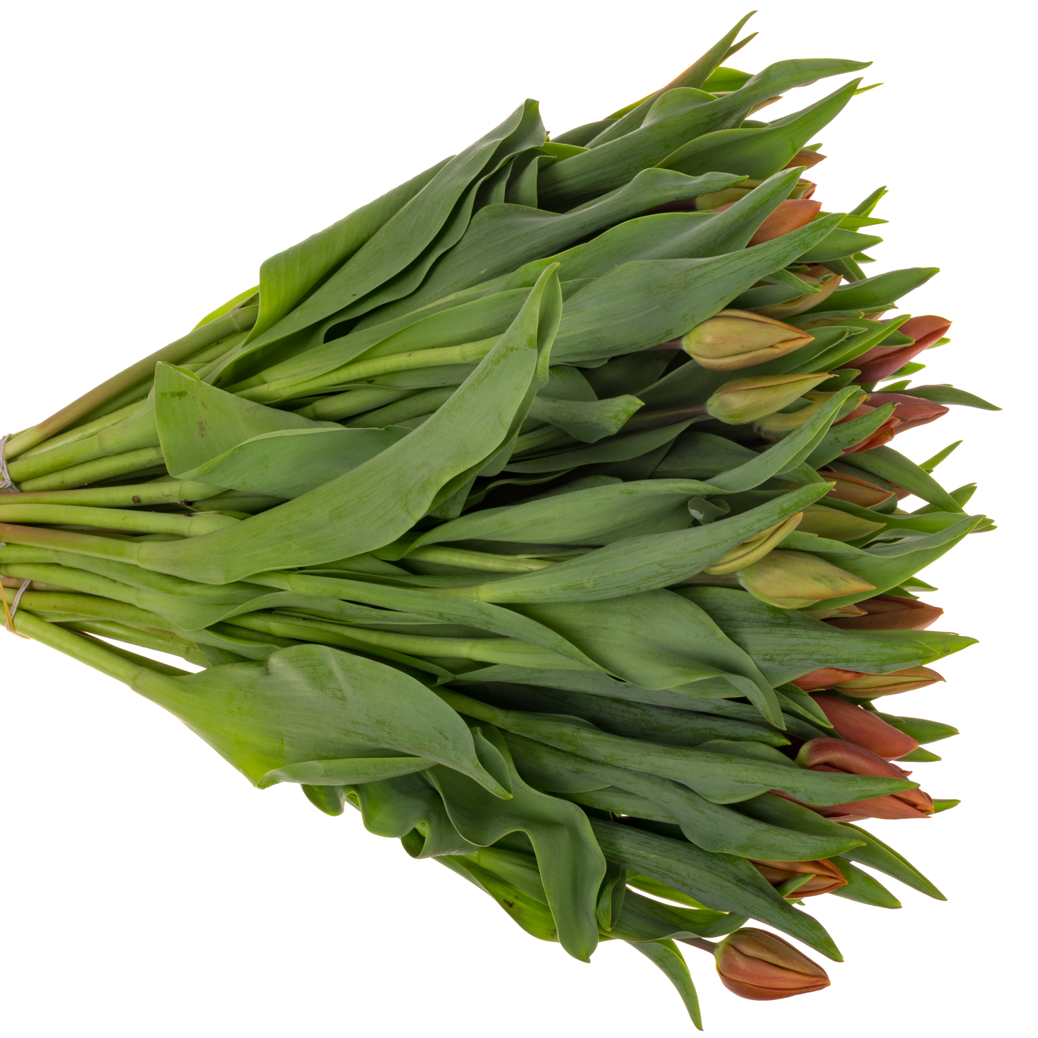 Tulpe braun Amaru Duin 48 Gramm