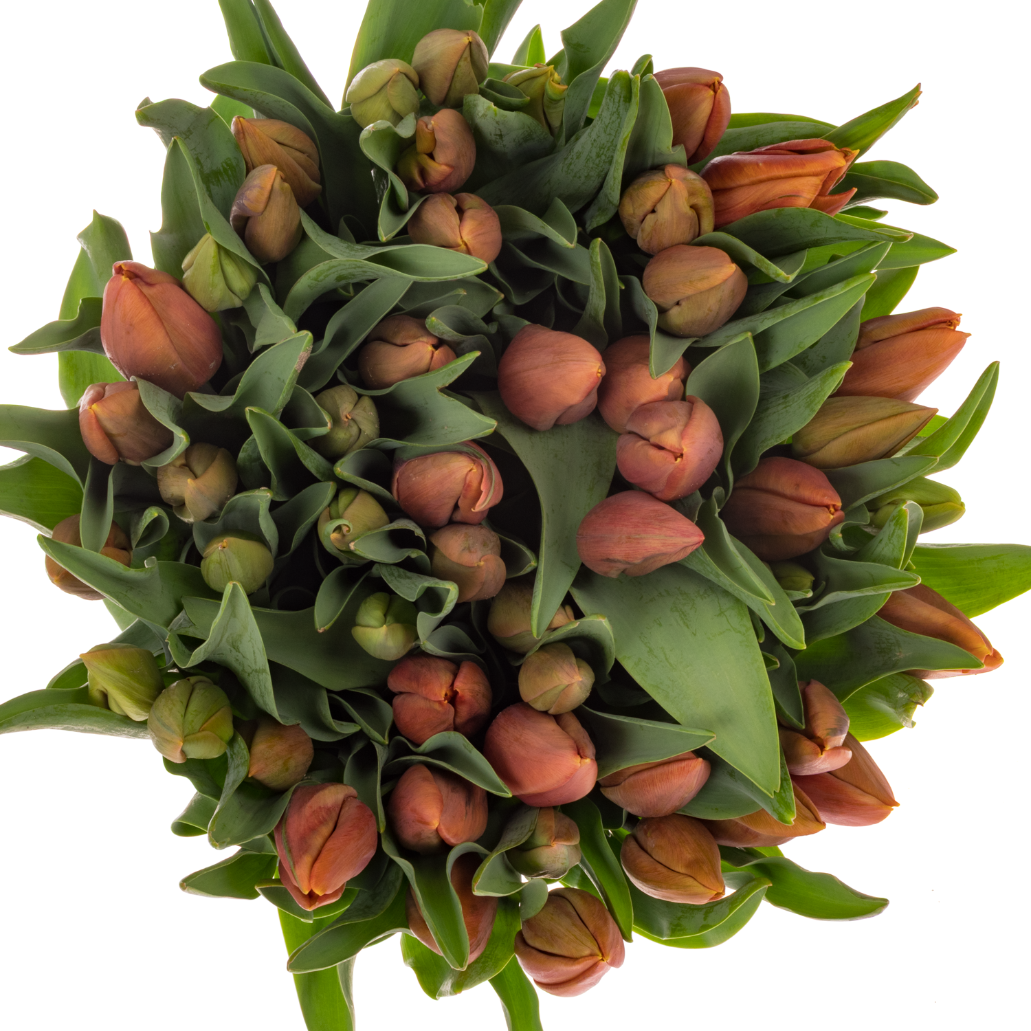 Tulpe braun Amaru Duin 48 Gramm