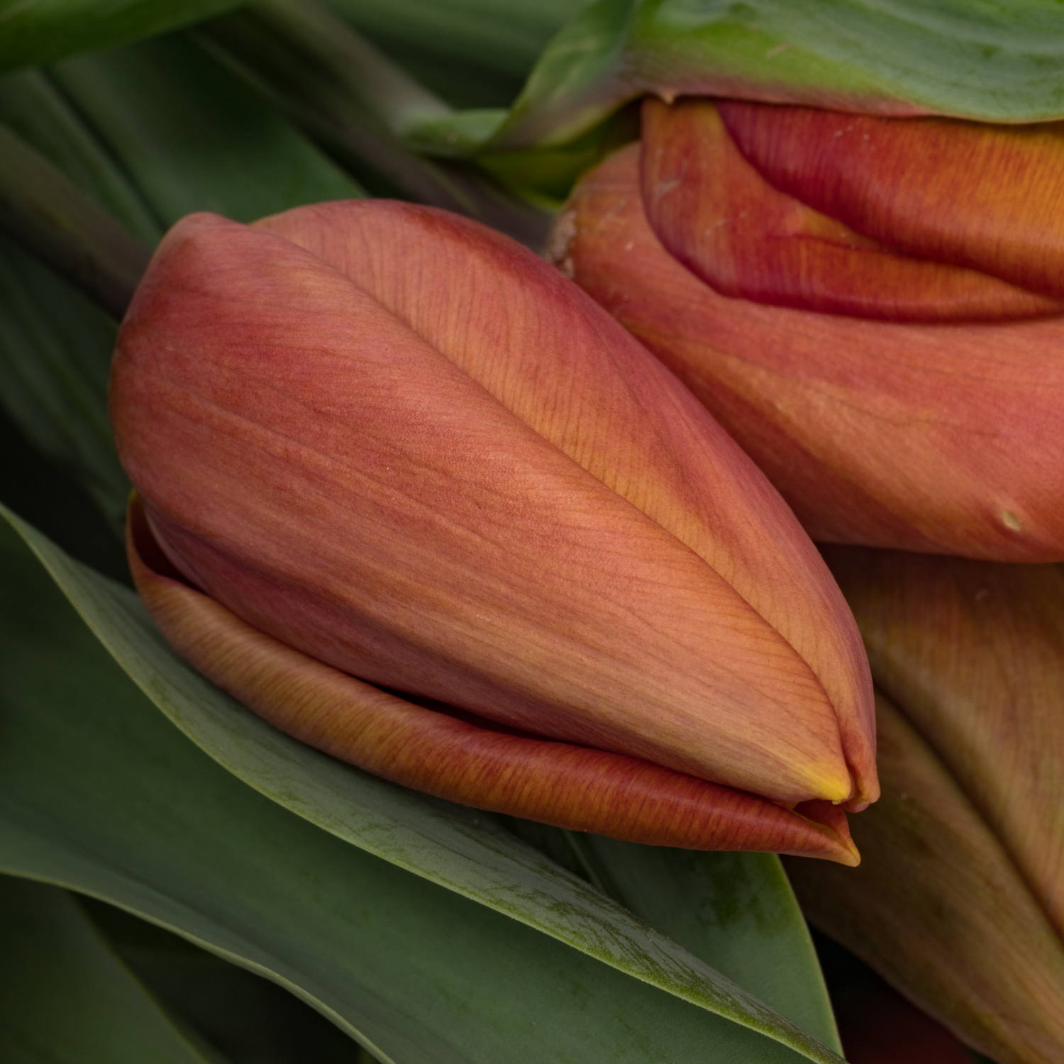 Tulpe braun Amaru Duin 48 Gramm